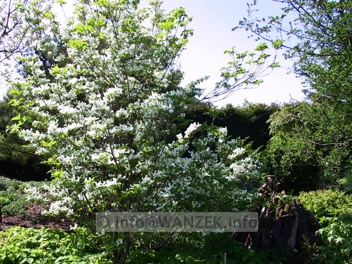 Cornus florida 5.JPG